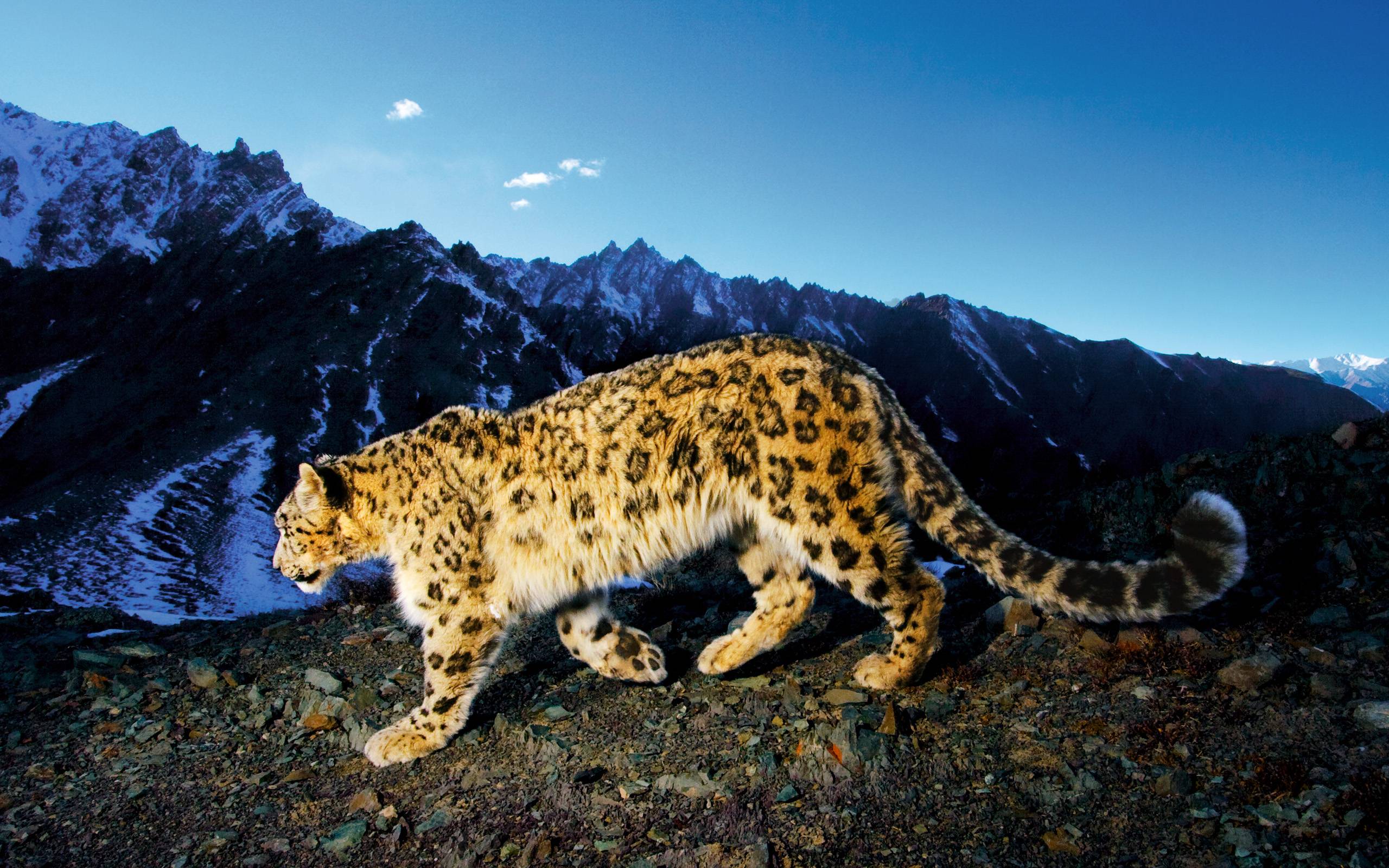 Perian Mac Snow Leopard Download